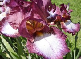 025 - crinoline 1965